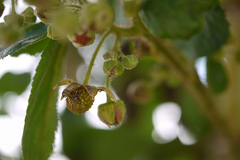 Rubus ellipticus